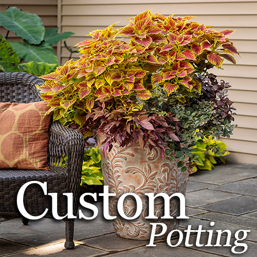 Custom Potting