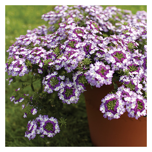 Annuals