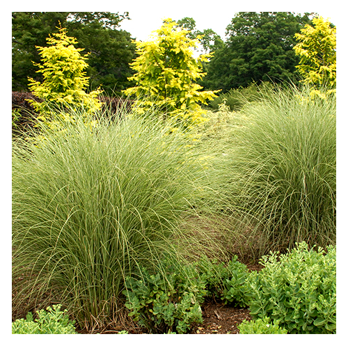 Trees, Shrubs & Grasses