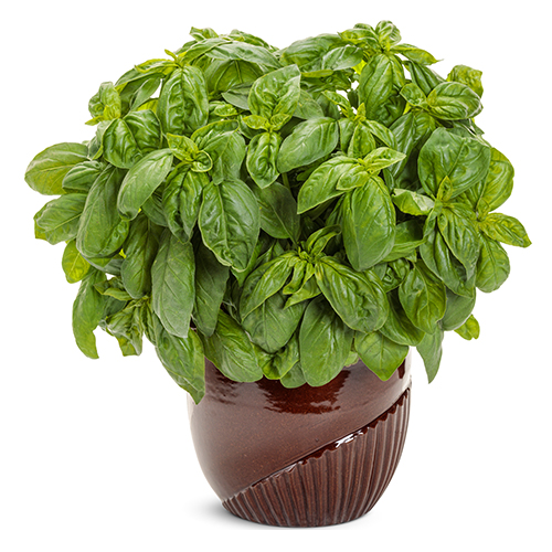 Herbs, Fruits & Veggies