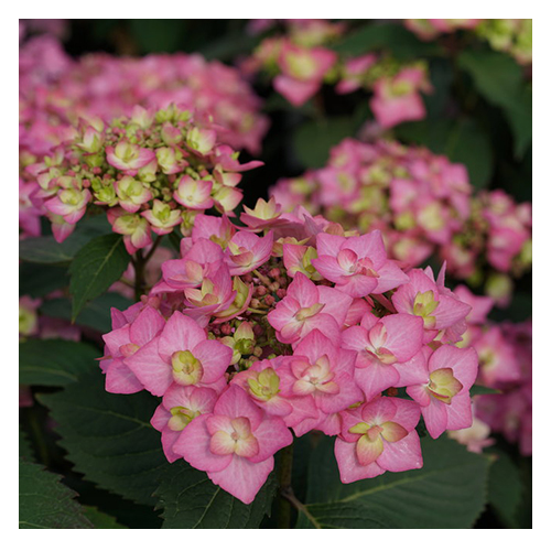 Trees, Shrubs & Grasses – Effinger Garden Center – Belleville, Illinois