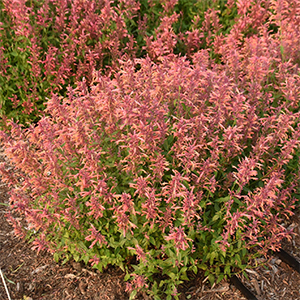 Agastache Guava Lave