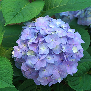 Hydrangea Sky view blue