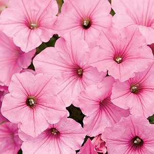 Spertunia bubblegum