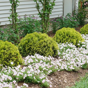Arborvitae Anna's Magic Ball