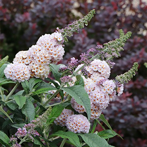 Butterfly Bush - Pugster Sorbet
