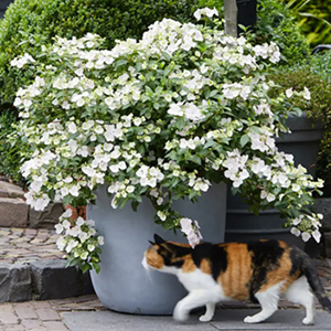 Fairytale Bride Hydrangea