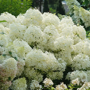 Hydrangea - Pufferfish