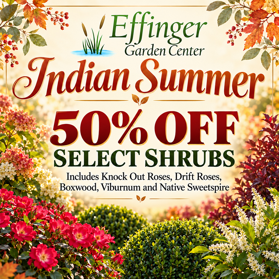 Indian Summer Sale | Effinger Garden Center